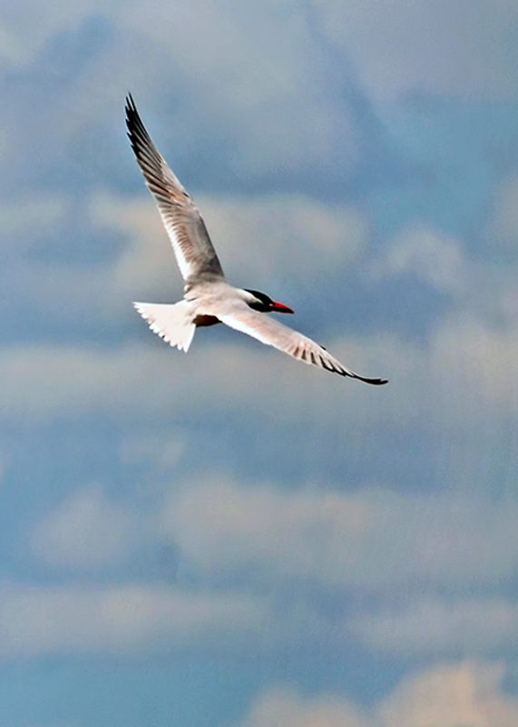 Caspian Tern