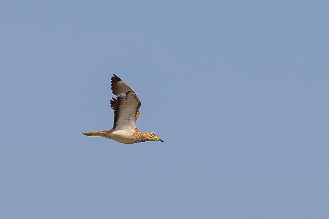Eurasian Stone-curlew