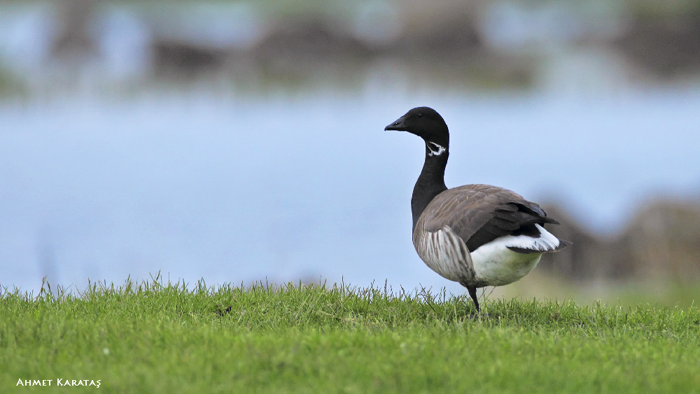 Brant Goose