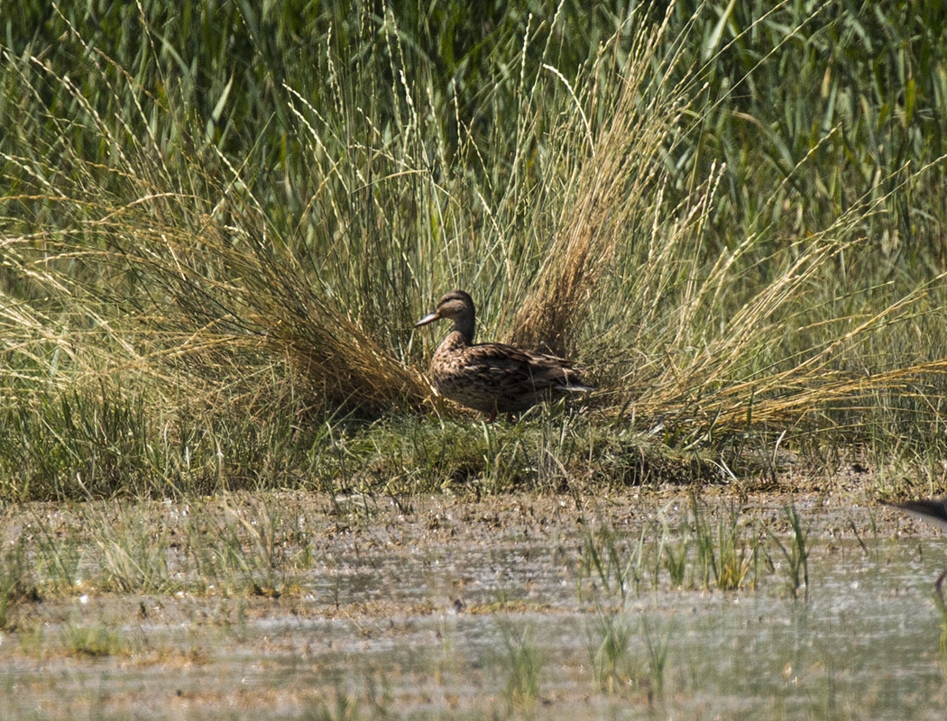 Mallard