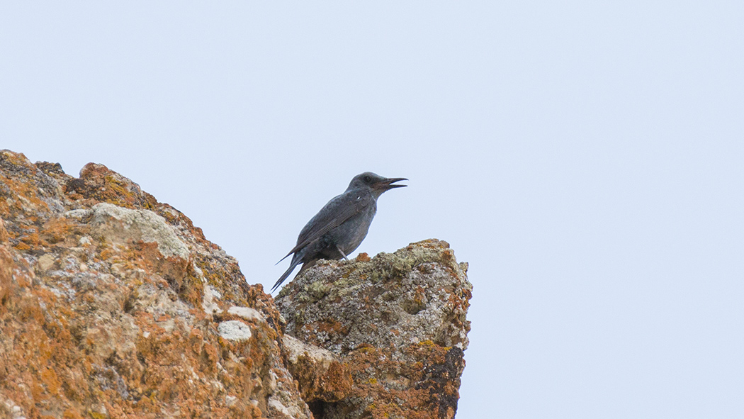 Blue Rock Thrush