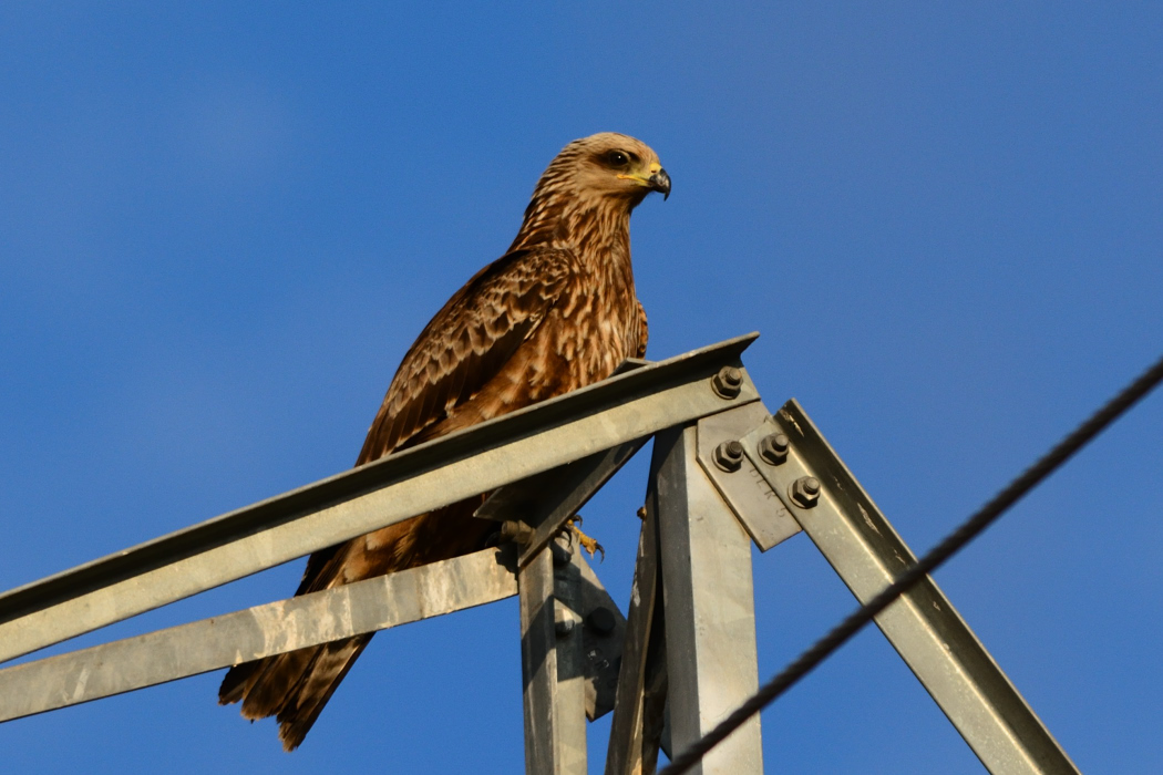 Black Kite