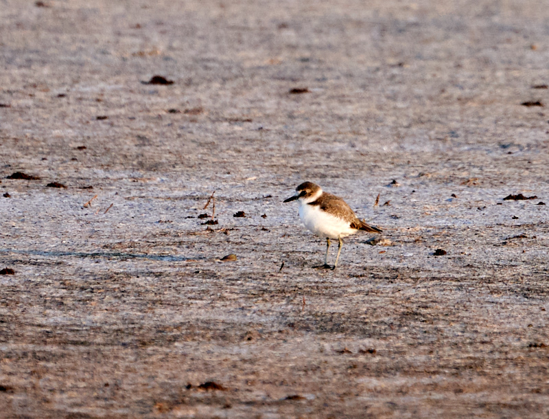 Kentish Plover