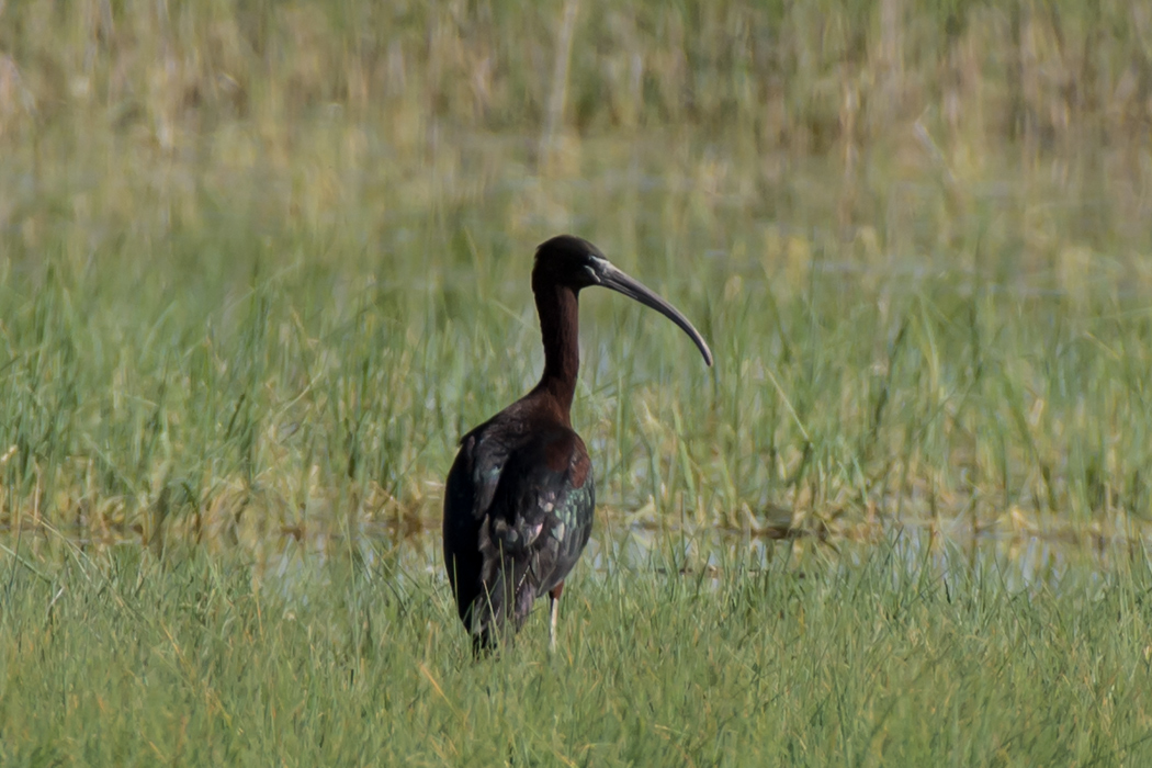 Glossy Ibis