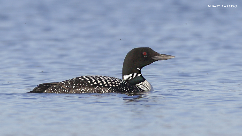 Common Loon