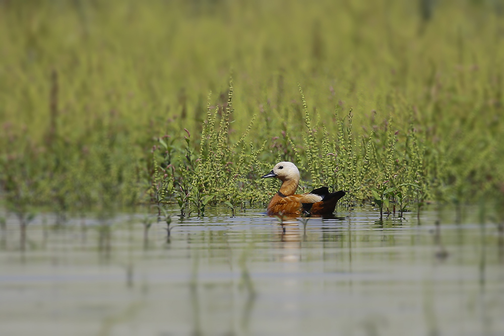 Ruddy Shelduck