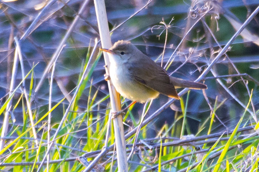 Common Reed Warbler