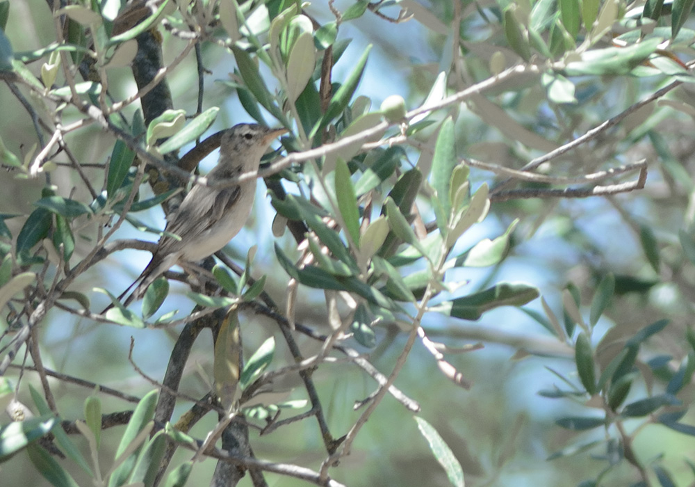 Olive-tree Warbler