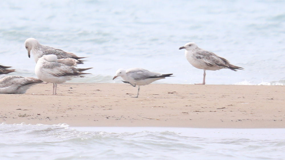Audouin`s Gull