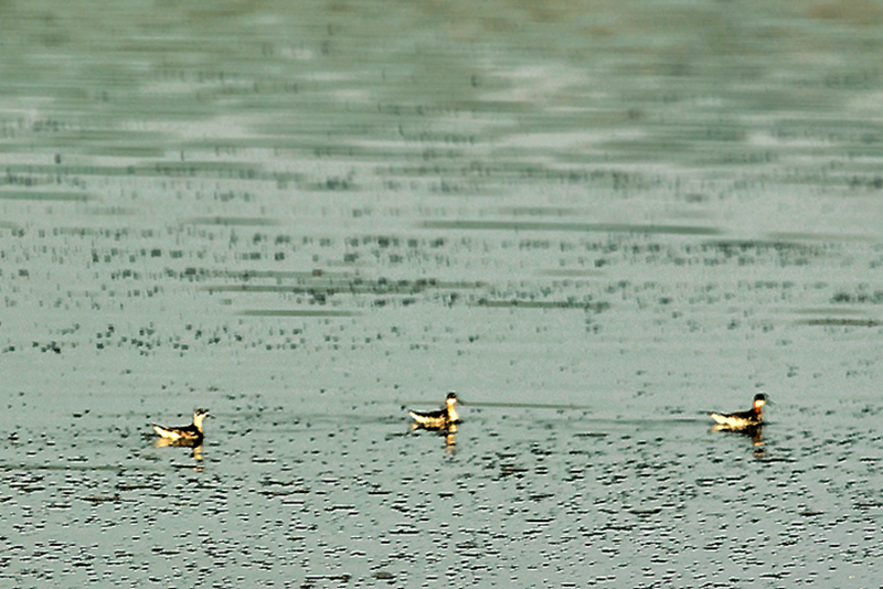 Red-necked Phalarope
