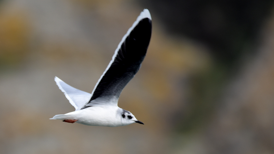 Little Gull