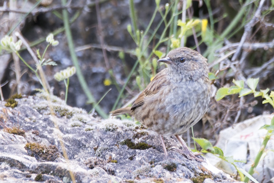 Dunnock