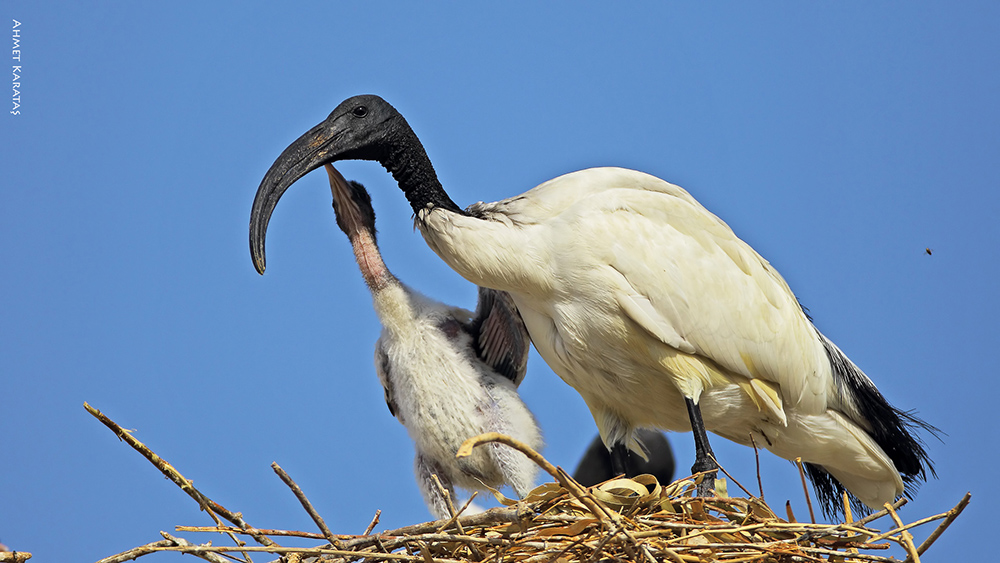 African Sacred Ibis