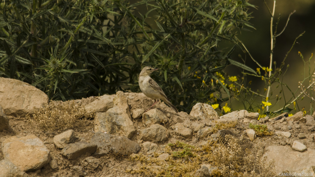 Tawny Pipit