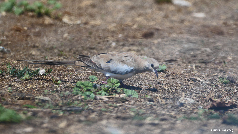 Namaqua Dove