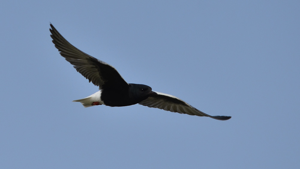 White-winged Tern