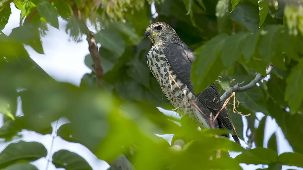 Levant Sparrowhawk