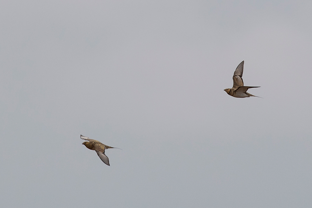Pin-tailed Sandgrouse
