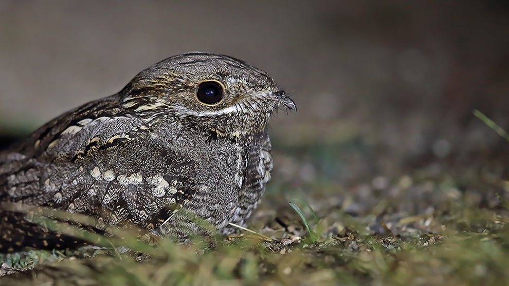 European Nightjar