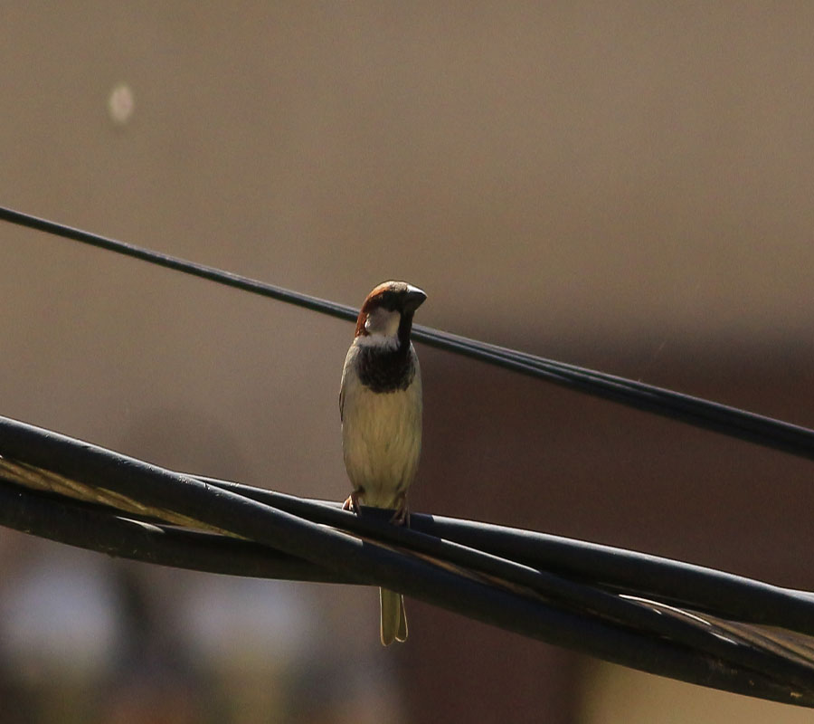 House Sparrow