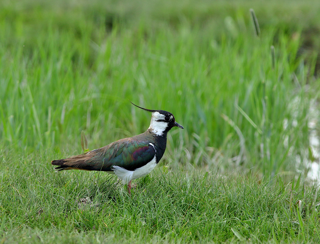 Northern Lapwing