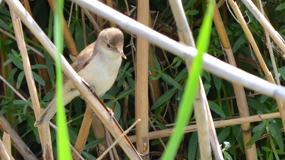Eastern Olivaceous Warbler