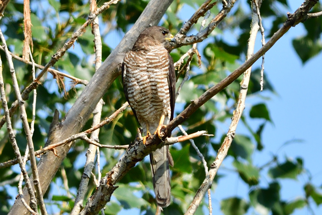 Levant Sparrowhawk