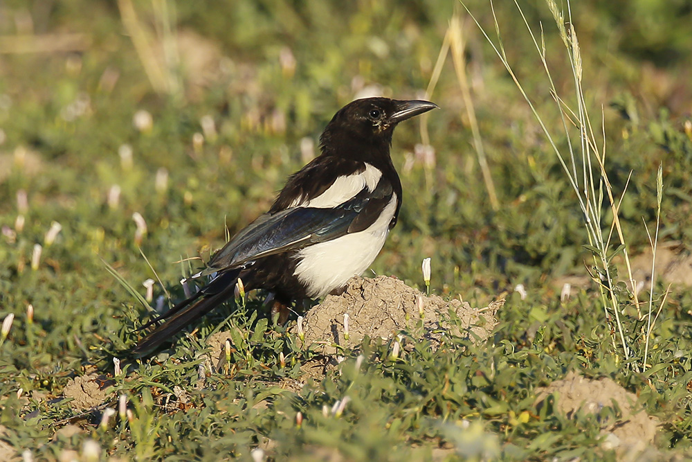 Eurasian Magpie