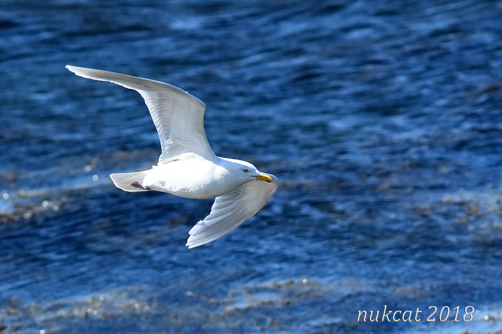 Glaucous Gull