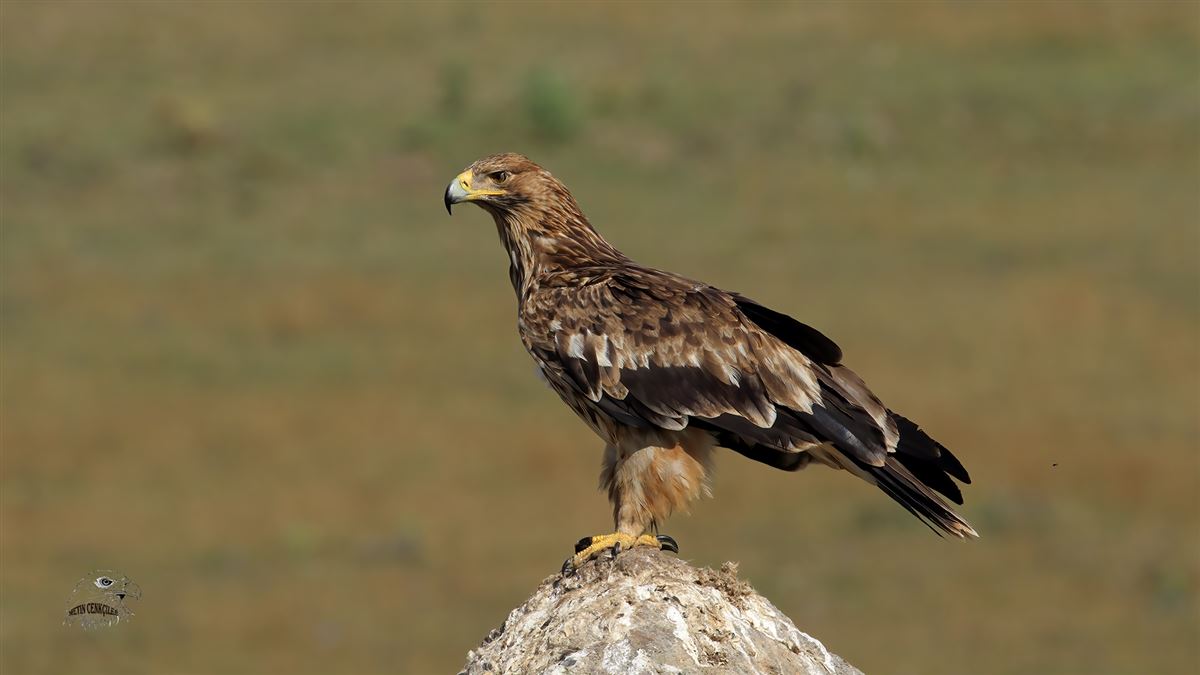 Eastern Imperial Eagle