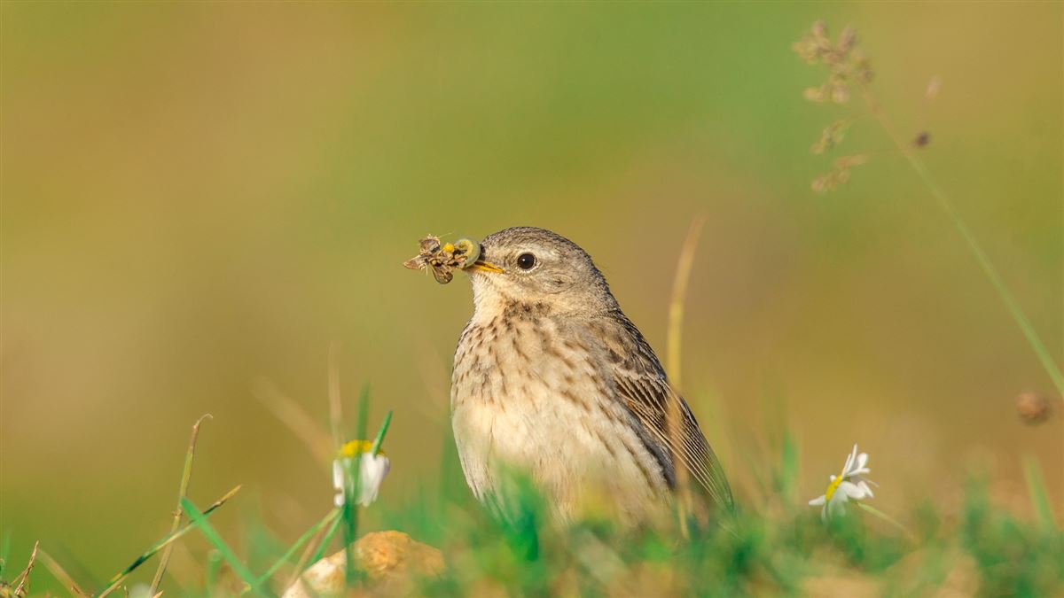 Water Pipit