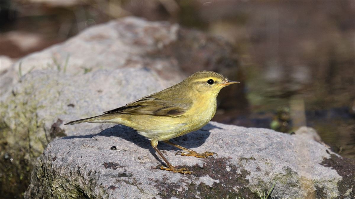 Willow Warbler