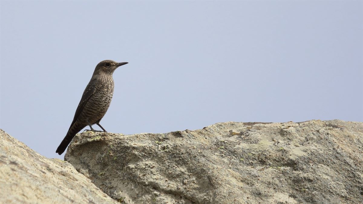 Blue Rock Thrush