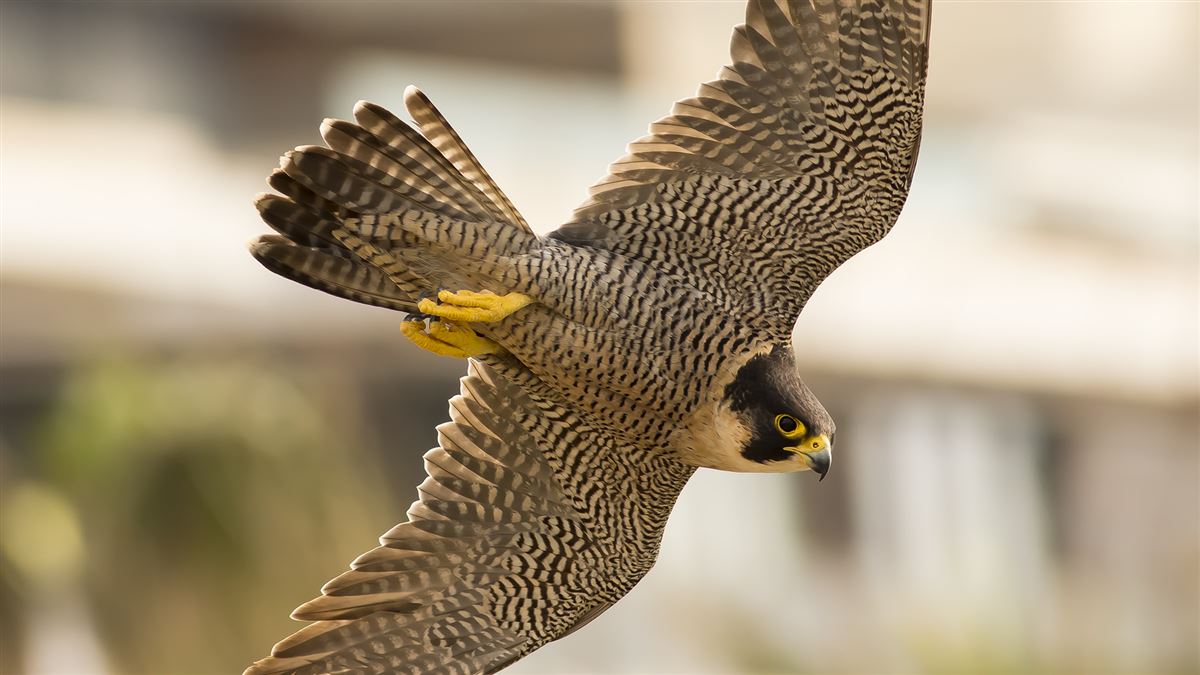 Peregrine Falcon