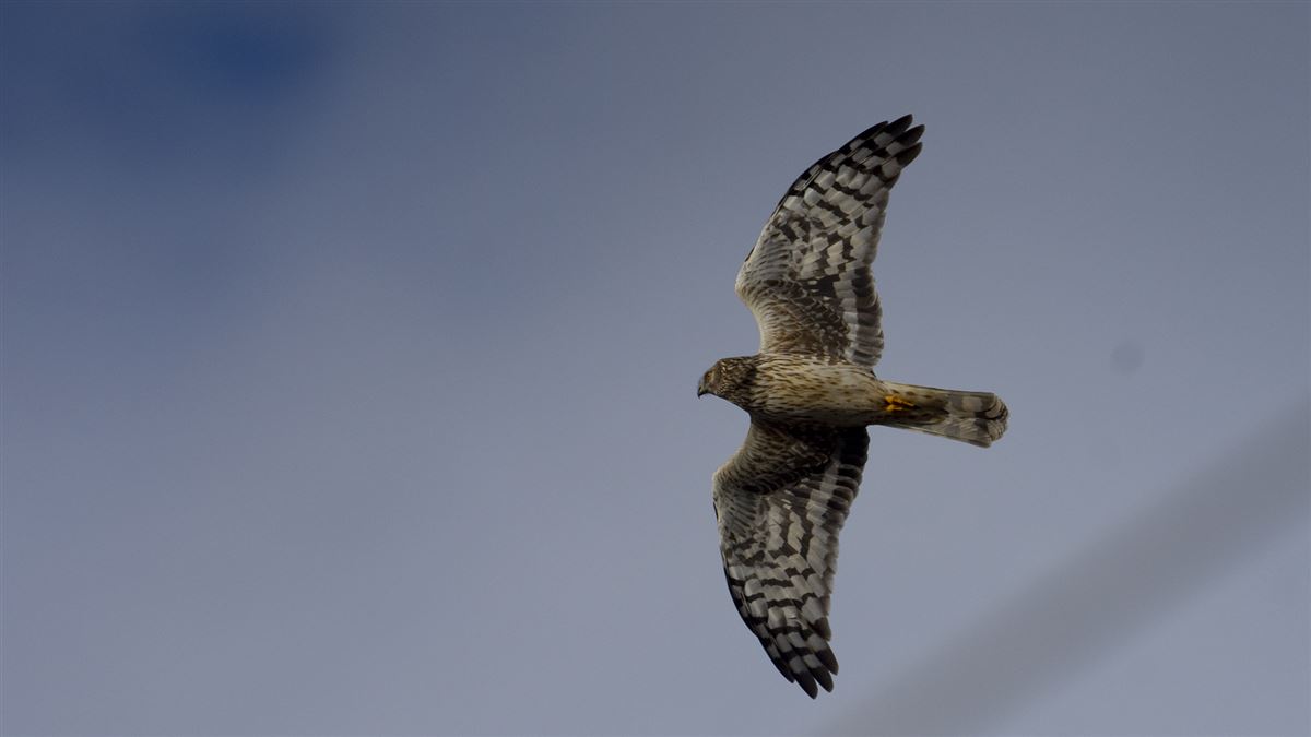 Hen Harrier
