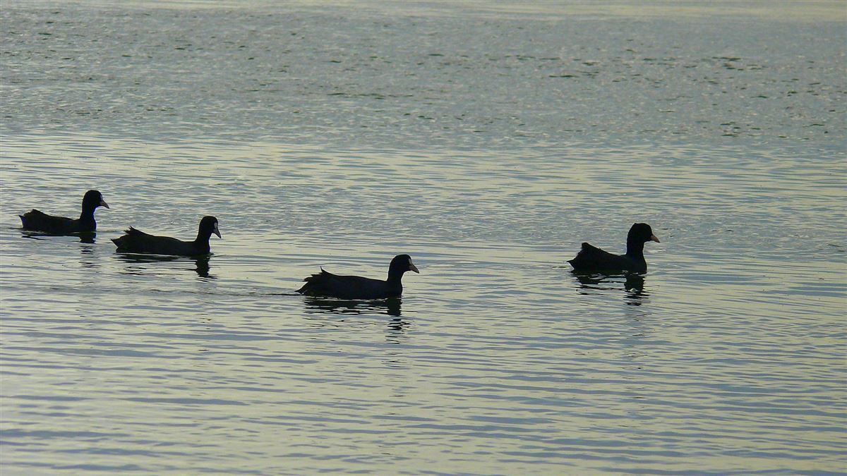 Eurasian Coot