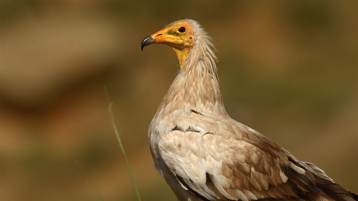Egyptian Vulture