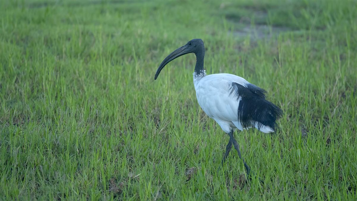 African Sacred Ibis