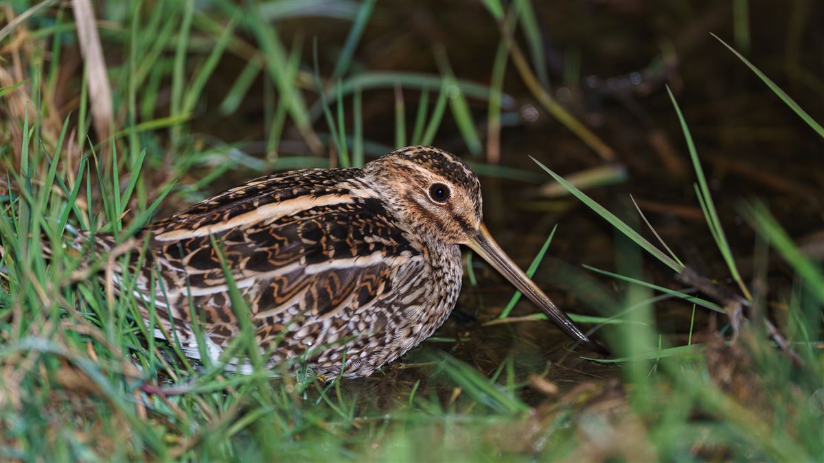 Common Snipe