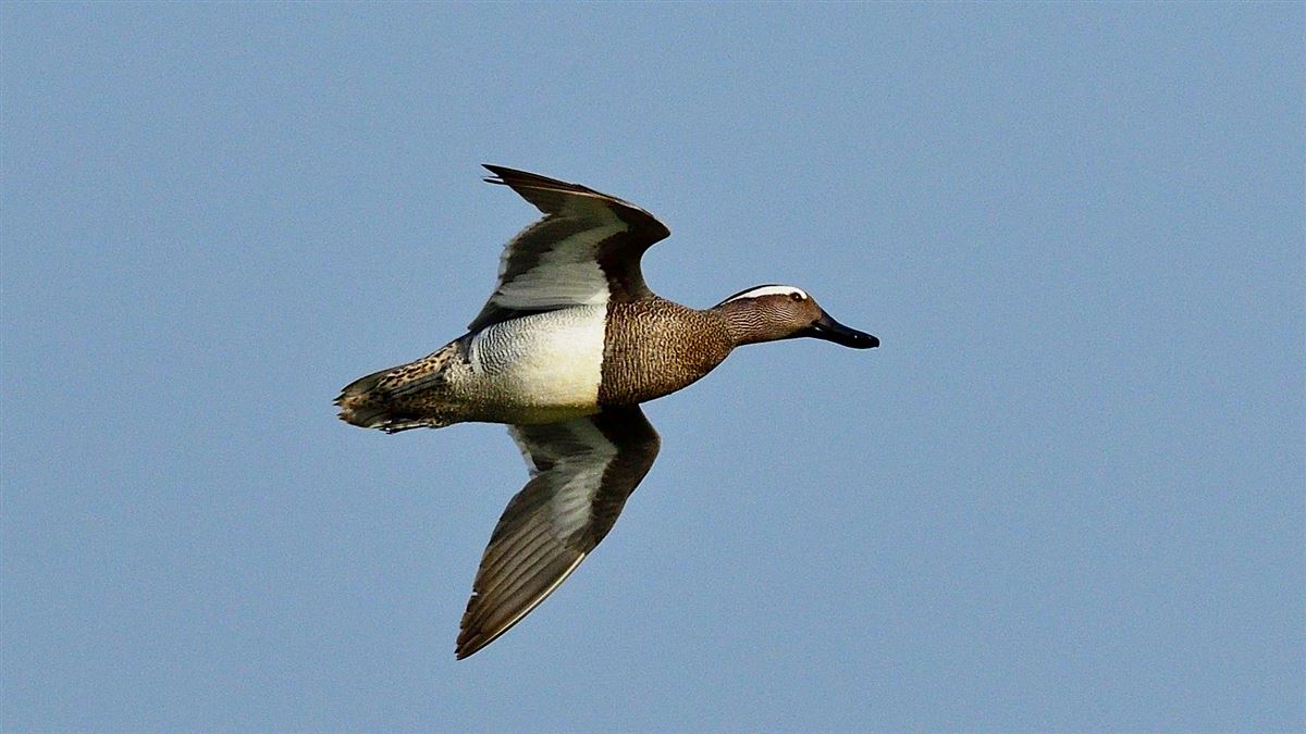 Garganey