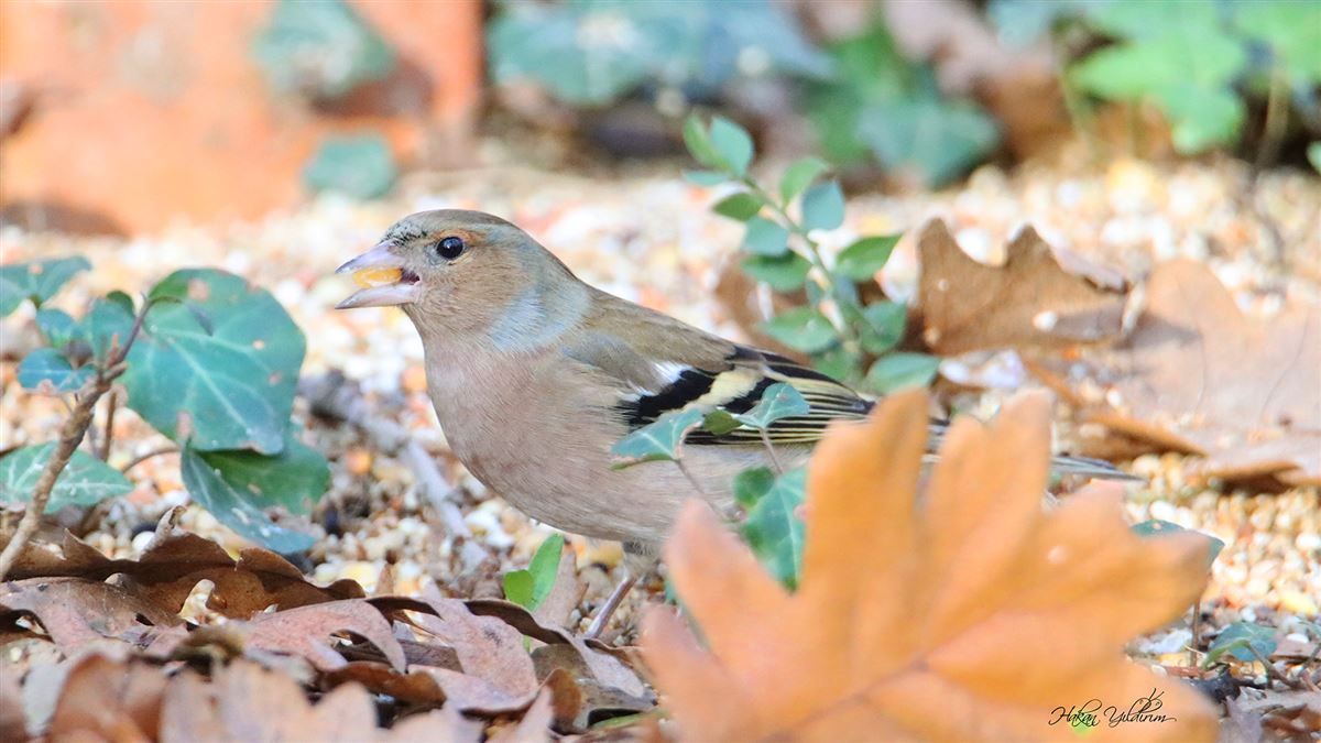 Eurasian Chaffinch