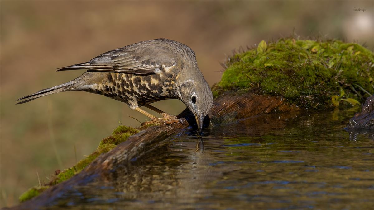 Mistle Thrush