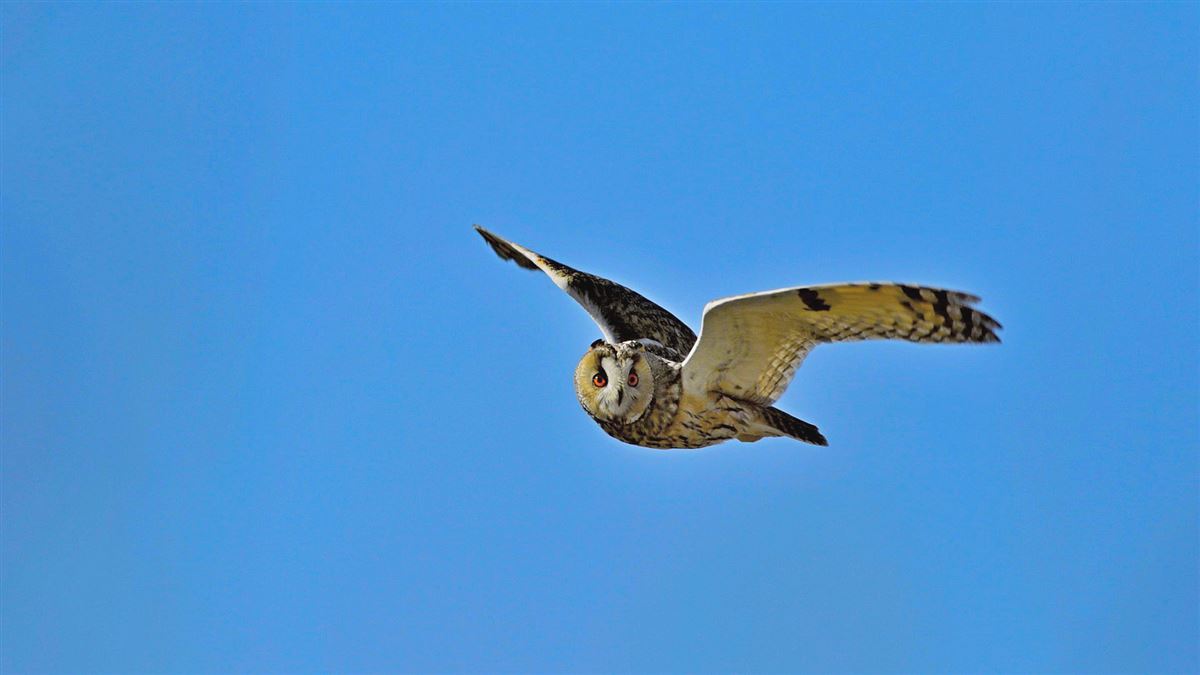 Long-eared Owl