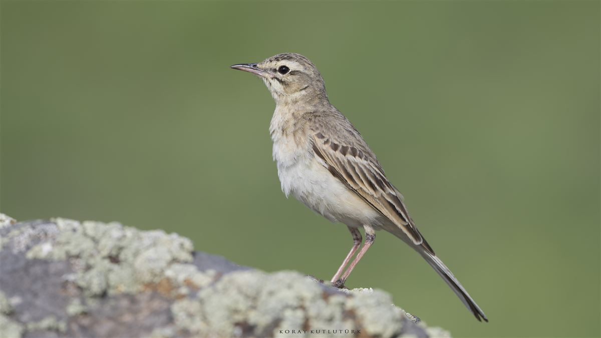 Tawny Pipit