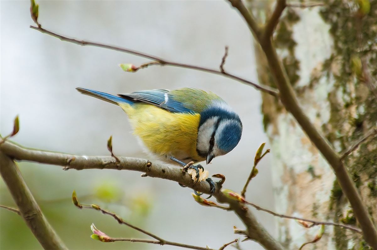 Eurasian Blue Tit