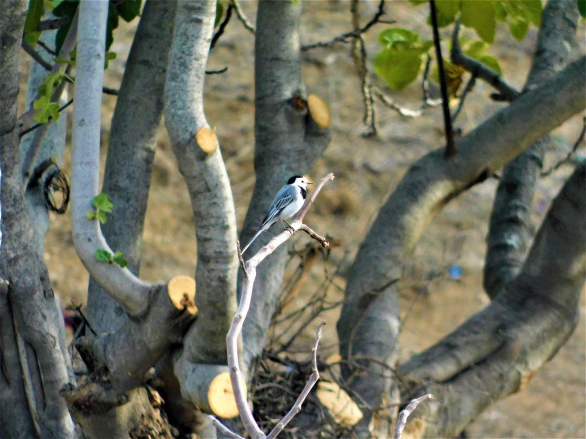 White Wagtail