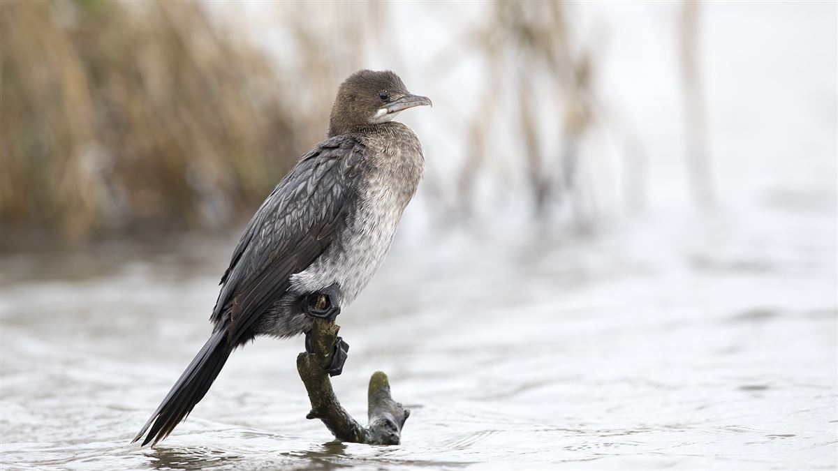Pygmy Cormorant