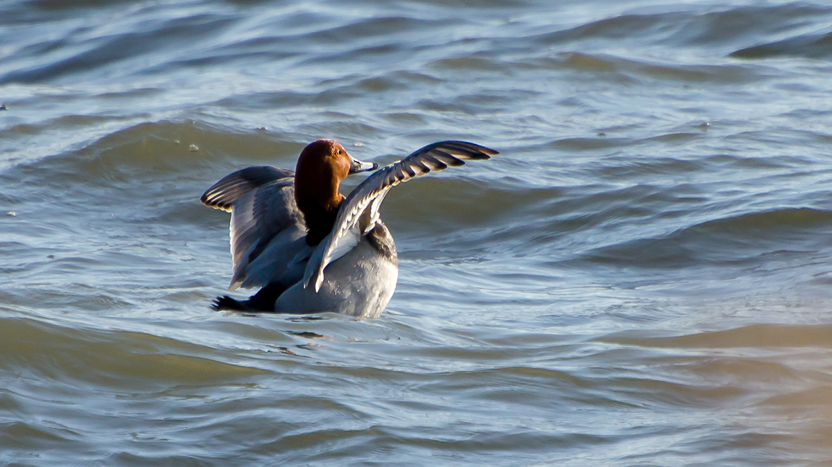 Common Pochard