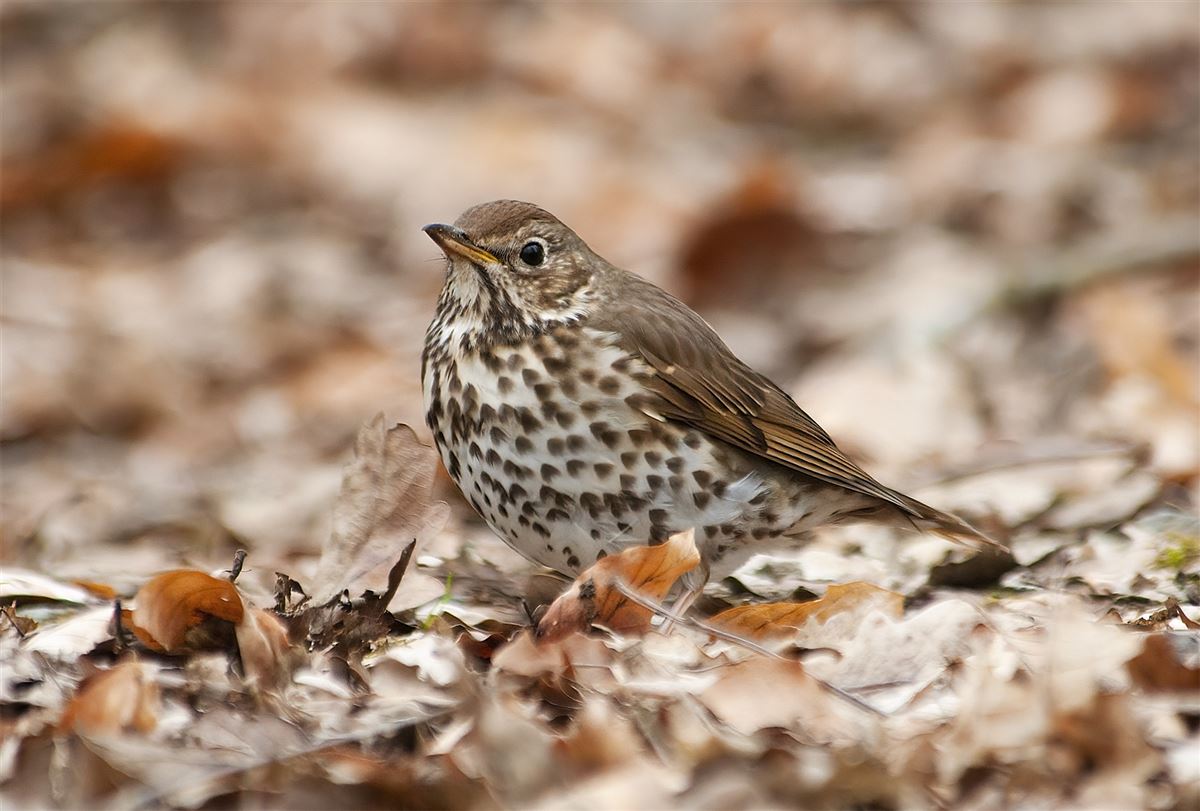 Song Thrush