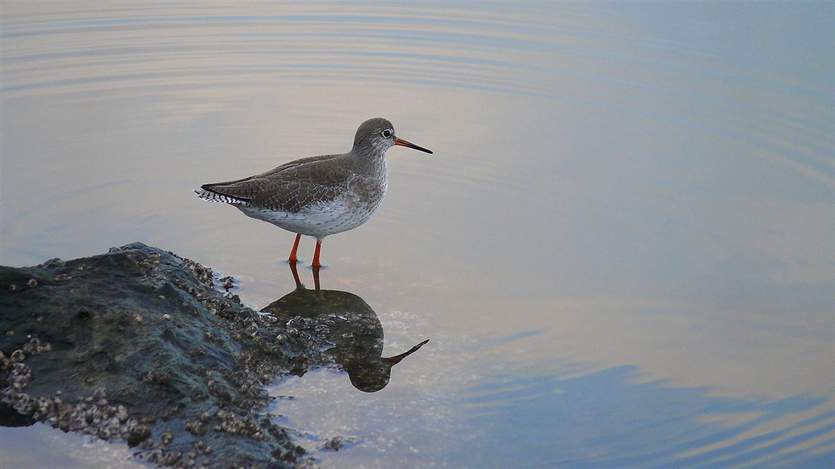 Common Redshank